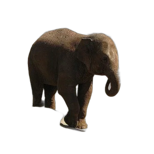 animal, creature, hat, staff, 3d render, photorealistic, concept art, pixel art transparent PNG cut-out