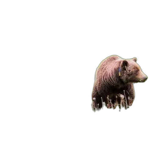 animal, creature, hair, face, concept art, photorealistic, 3d render, pixel art transparent PNG cut-out