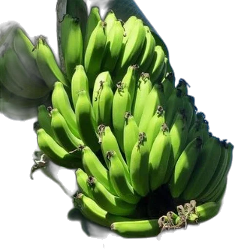 food, crown, weapon, animal, photorealistic, 3d render, green, vibrant transparent PNG cut-out