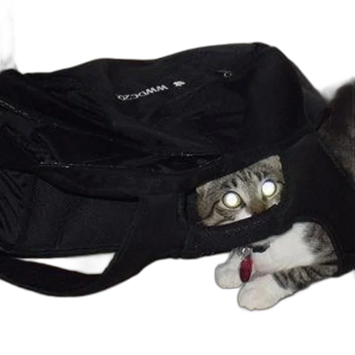 jacket, staff, hat, shoes, cat, glowing, eyes, peers transparent PNG cut-out