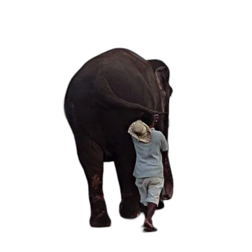 animal, creature, staff, hat, concept art, 3d render, photorealistic, pixel art transparent PNG cut-out