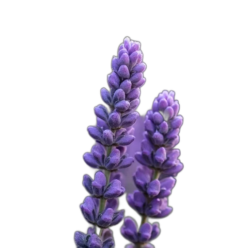 flower, crown, jewelry, tree, 3d render, photorealistic, concept art, blue transparent PNG cut-out