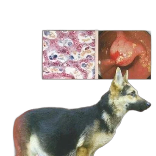 animal, creature, food, book, cover, titled, gastroenterology, german transparent PNG cut-out