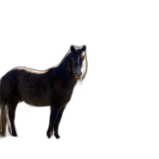 animal, creature, staff, hair transparent PNG cut-out