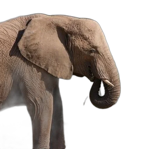 animal, photorealistic, 3d render, concept art, majestic, elephant, stands, near transparent PNG cut-out