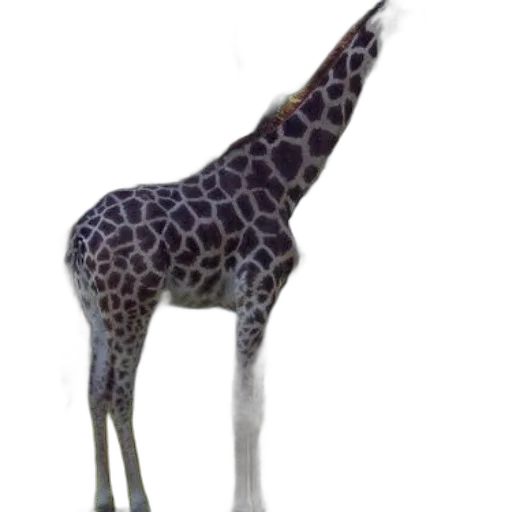 animal, creature, staff, hat, 3d render, concept art, photorealistic, fantasy art transparent PNG cut-out