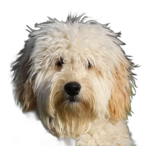 animal, hair, staff, creature, photorealistic, 3d render, fluffy, white transparent PNG cut-out