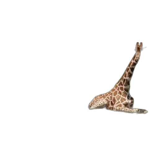 animal, creature, shoes, hat, 3d render, photorealistic, concept art, pixel art transparent PNG cut-out