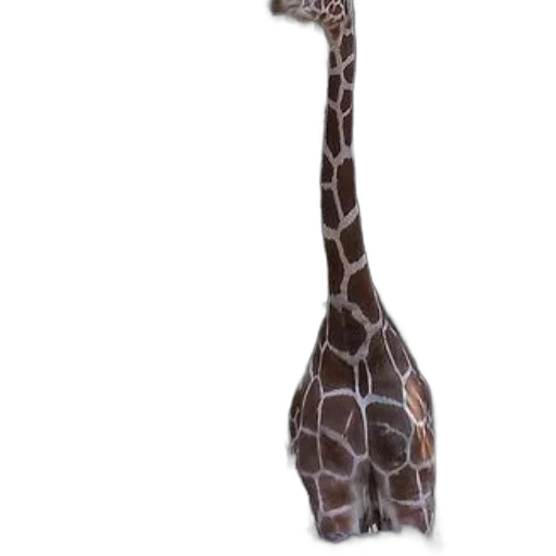 animal, staff, creature, hat, 3d render, concept art, photorealistic, fantasy art transparent PNG cut-out
