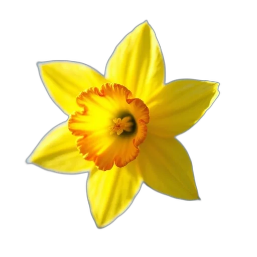 flower, crown, staff, jewelry, photorealistic, 3d render, pixel art, oil painting transparent PNG cut-out