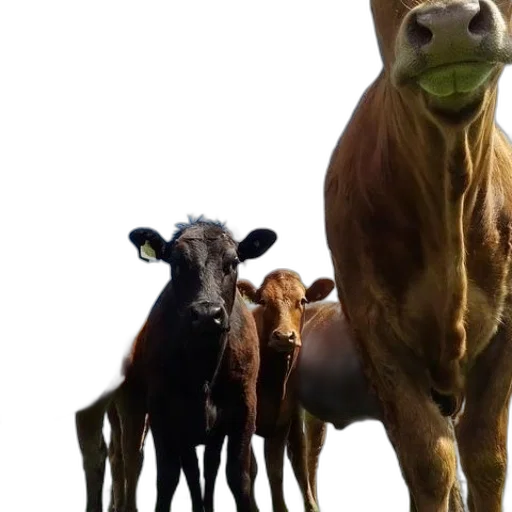 animal, concept art, 3d render, group, cows, including, one, yellow transparent PNG cut-out