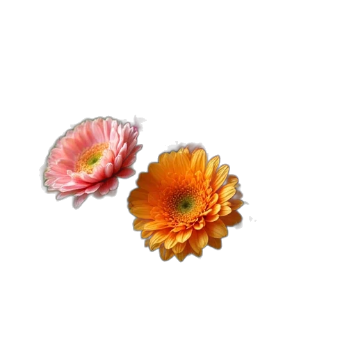 flower, jewelry, crown, hair transparent PNG cut-out