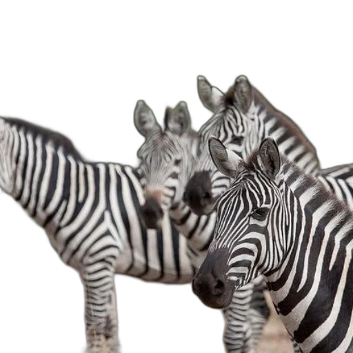 animal, creature, furniture, photorealistic, 3d render, concept art, monochrome, group transparent PNG cut-out