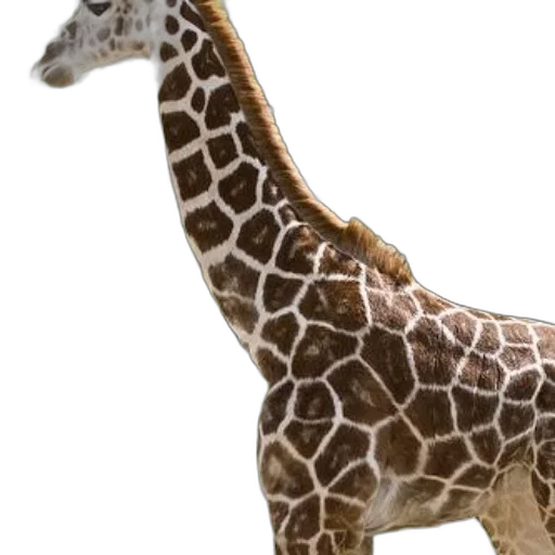 animal, creature, staff, jewelry transparent PNG cut-out