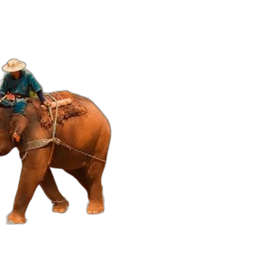 animal, hat, creature, 3d render, concept art, person, rides, elephant transparent PNG cut-out