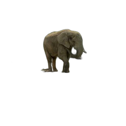 animal, creature, staff, hat, 3d render, concept art, photorealistic, pixel art transparent PNG cut-out