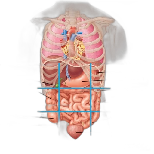 face, jacket, mask, jewelry, concept art, photorealistic, 3d render, anatomical transparent PNG cut-out