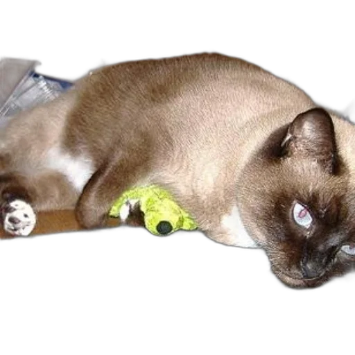 staff, creature, animal, dragon, photorealistic, siamese, cat, blue transparent PNG cut-out