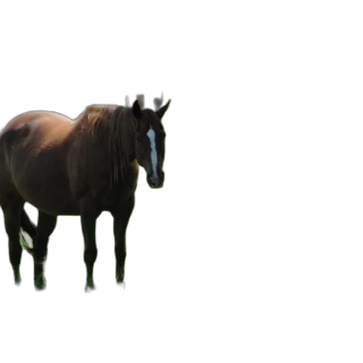 animal, creature, crown, hair, 3d render, concept art, photorealistic, pixel art transparent PNG cut-out