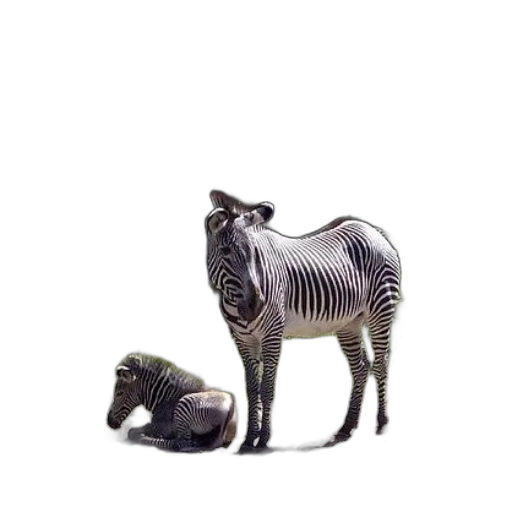 animal, creature, furniture, 3d render, concept art, zebra, stands, next transparent PNG cut-out