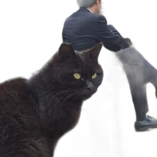 animal, creature, staff, shoes transparent PNG cut-out