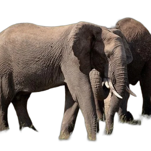 animal, photorealistic, 3d render, concept art, two, elephants, standing, grassy transparent PNG cut-out