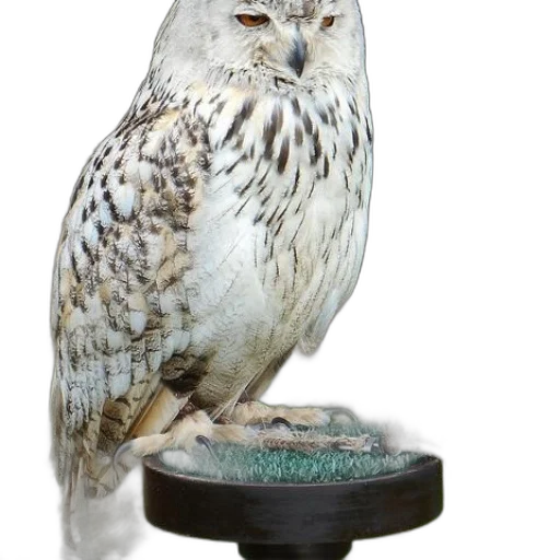 animal, staff, jewelry, crown, photorealistic, 3d render, white, owl transparent PNG cut-out