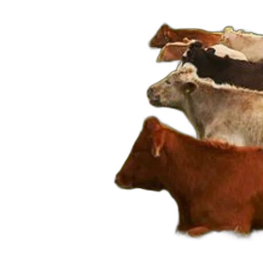 animal, hat, jacket, food, concept art, 3d render, photorealistic, earth tones transparent PNG cut-out