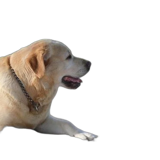 animal, creature, staff, weapon, 3d render, photorealistic, golden, retriever transparent PNG cut-out
