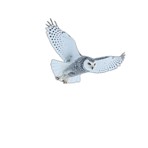 animal, staff, weapon, creature transparent PNG cut-out