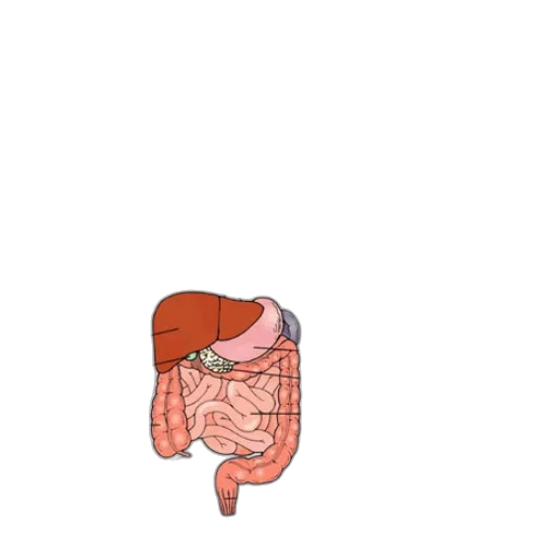 food, jacket, animal, face, concept art, pixel art, watercolor, cartoon transparent PNG cut-out