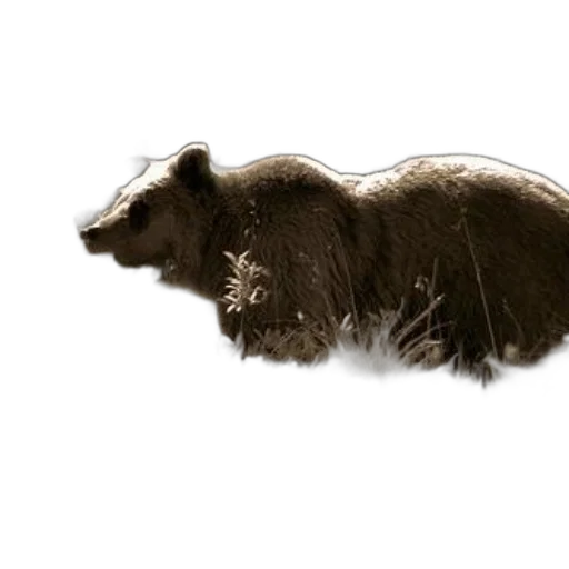 animal, creature, hair, staff, concept art, photorealistic, 3d render, sepia-toned transparent PNG cut-out