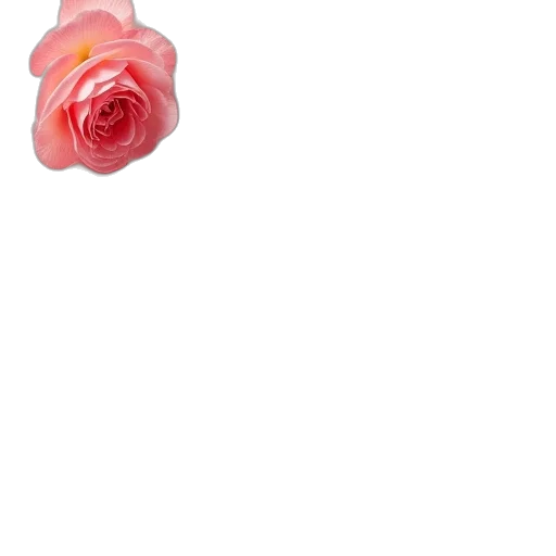 flower, jewelry, crown, dress, photorealistic, 3d render, pixel art, pencil sketch transparent PNG cut-out