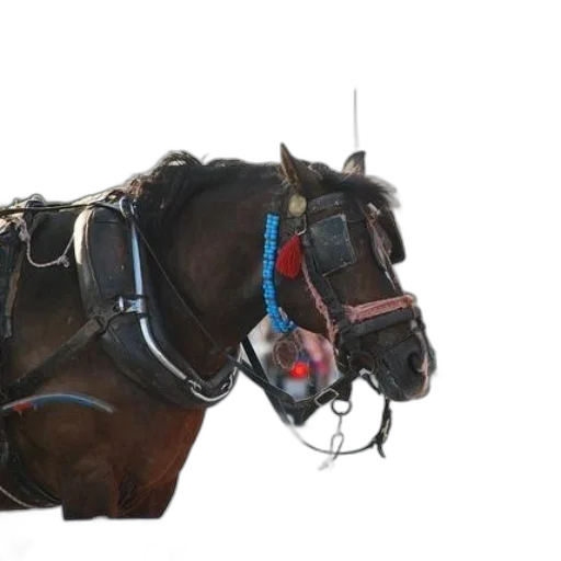 animal, jewelry, crown, staff, photorealistic, 3d render, concept art, horse transparent PNG cut-out