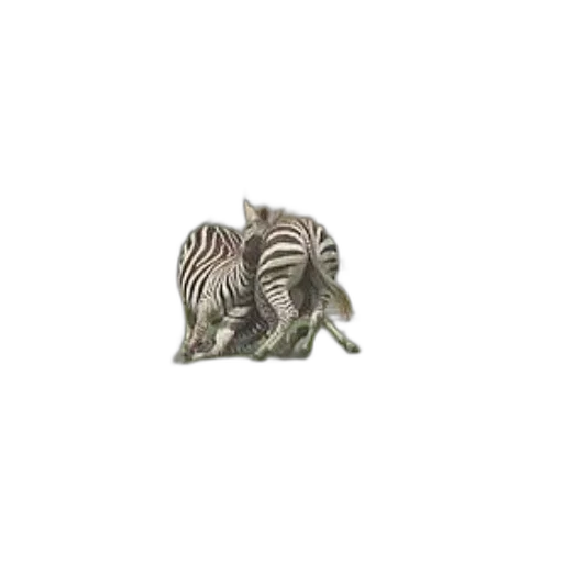 animal, creature, furniture, hat, 3d render, photorealistic, monochrome, two transparent PNG cut-out
