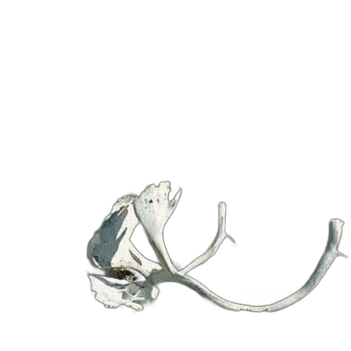 jewelry, staff, crown, mask, concept art, 3d render, set, antlers transparent PNG cut-out