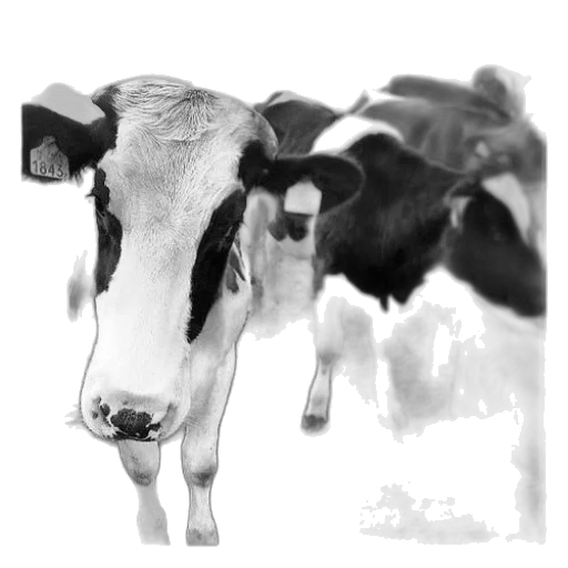 animal, food, face, mask, photorealistic, pencil sketch, concept art, 3d render transparent PNG cut-out