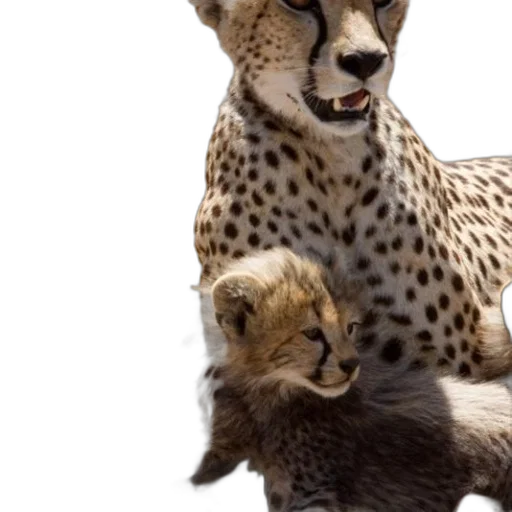 animal, jewelry, photorealistic, concept art, 3d render, oil painting, cheetah, her transparent PNG cut-out