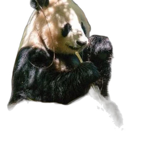 animal, mask, creature, staff, photorealistic, concept art, 3d render, watercolor transparent PNG cut-out