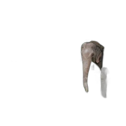 umbrella, animal, creature, shoes, 3d render, photorealistic, concept art, elephants transparent PNG cut-out