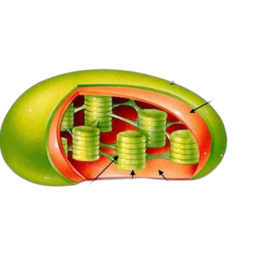 food, jewelry, 3d render, concept art, three-dimensional, model, chloroplast, membranes transparent PNG cut-out