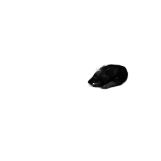 hat, animal, hair, shoes, photorealistic, 3d render, pixel art, concept art transparent PNG cut-out