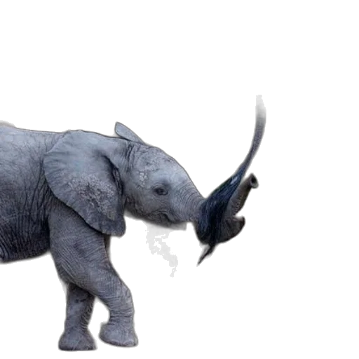 animal, creature, weapon, staff transparent PNG cut-out