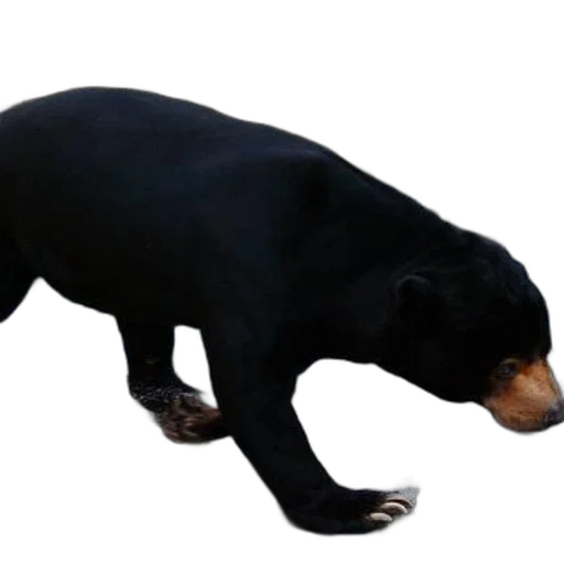animal, creature, staff, food, 3d render, concept art, photorealistic, black transparent PNG cut-out