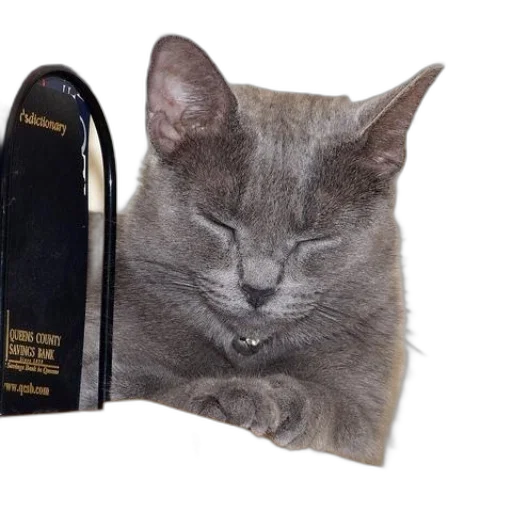 shoes, crown, mask, hat, photorealistic, grey, cat, silver transparent PNG cut-out