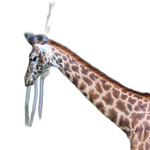 animal, staff, creature, weapon transparent PNG cut-out
