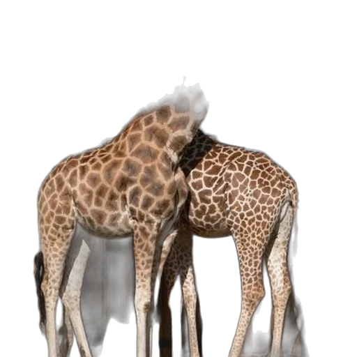 animal, creature, 3d render, photorealistic, concept art, fantasy art, two, giraffes transparent PNG cut-out