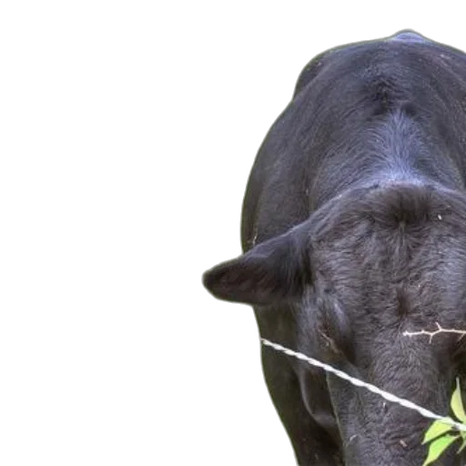 animal, two, cows, one, white, face, other, black transparent PNG cut-out