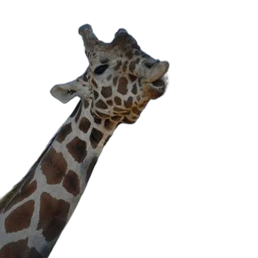 animal, staff, face, creature, 3d render, photorealistic, giraffe, head transparent PNG cut-out