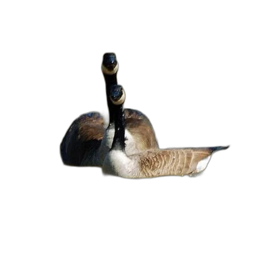 animal, staff, hat, creature, photorealistic, 3d render, two, geese transparent PNG cut-out